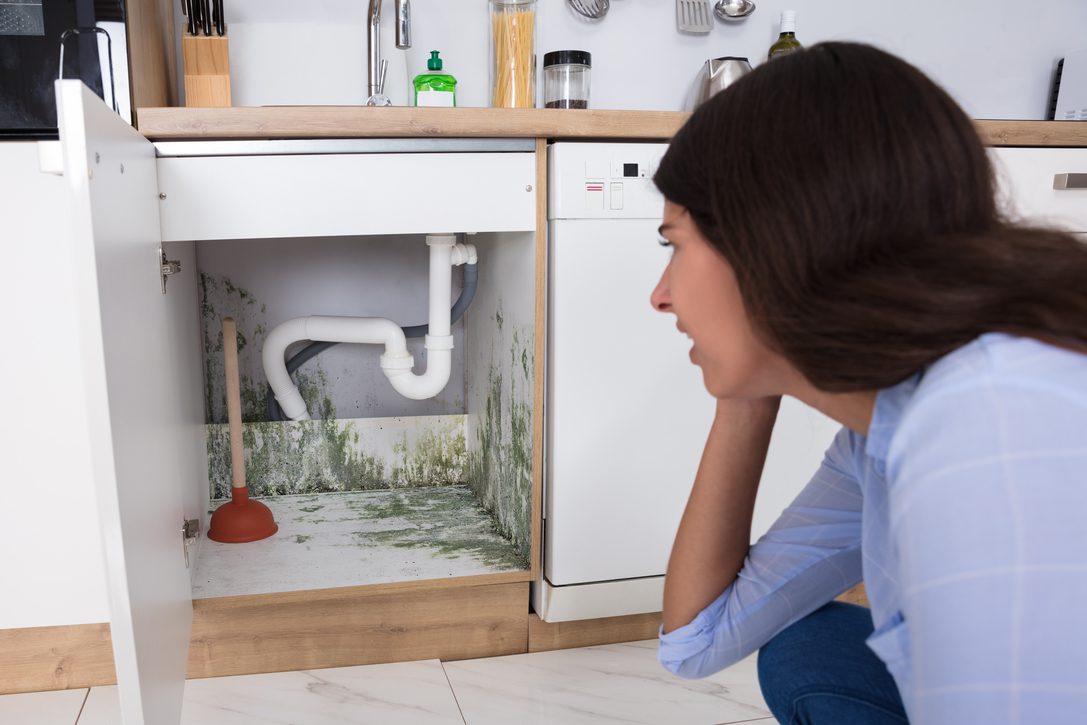 Mold Cleaning Tips For Hawaii